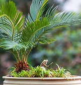 Orchid and Tropical Bonsai Show: Into the Mist Orchid and Tropical Bonsai Show: Into the Mist