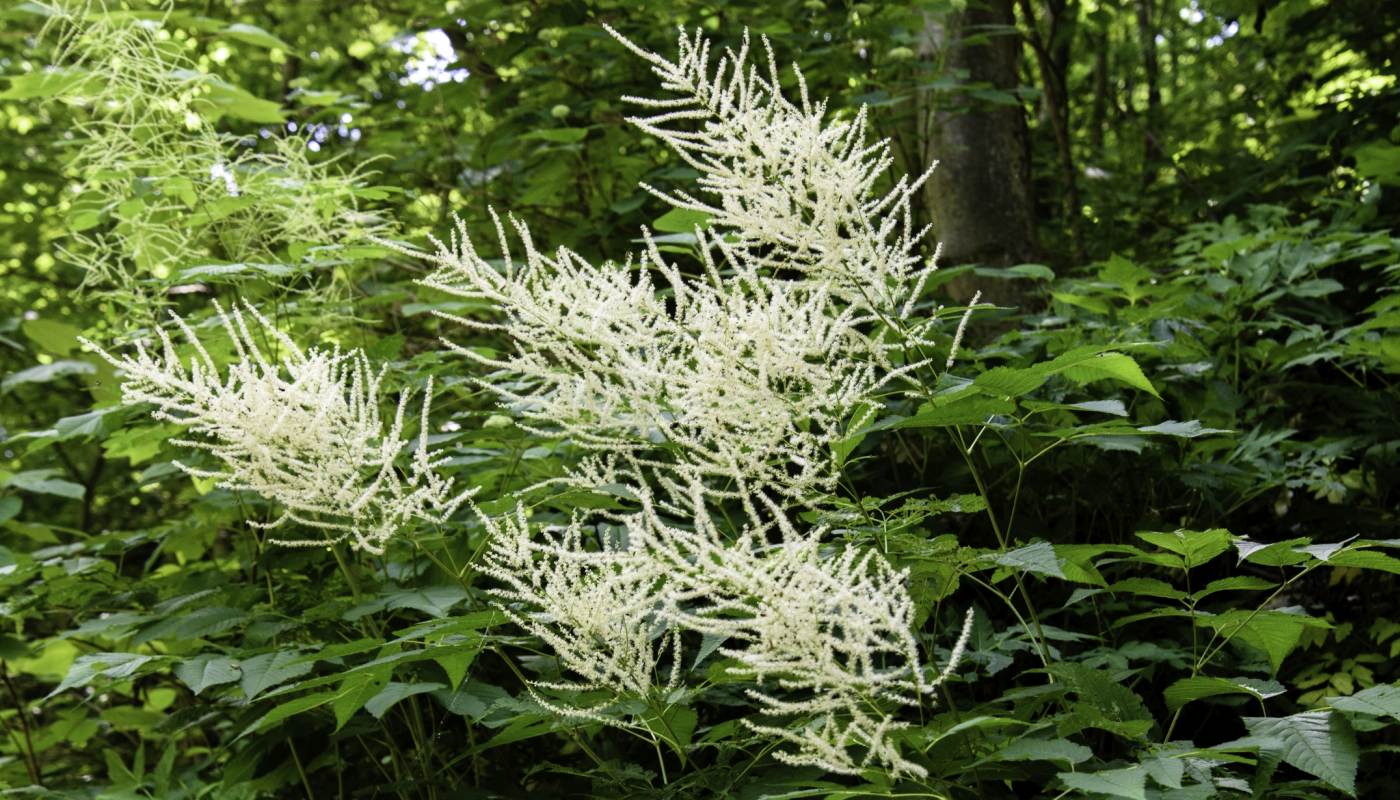 2017 Top 10 Sustainable Plants Phipps Conservatory And Botanical This Native Herbaceous Perennial Prefers Full Sun To Partial Shade In Medium Wet Soil Plume Like Spikes Of Small Creamy White Flowers Ear Late