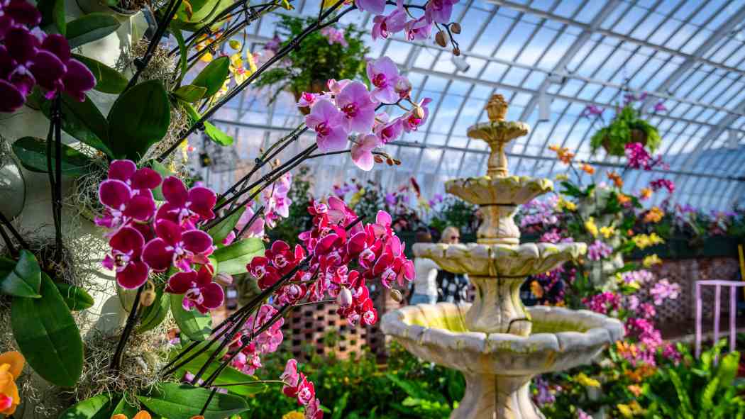 Orchid and Tropical Bonsai Show 2026: Blooming with Love