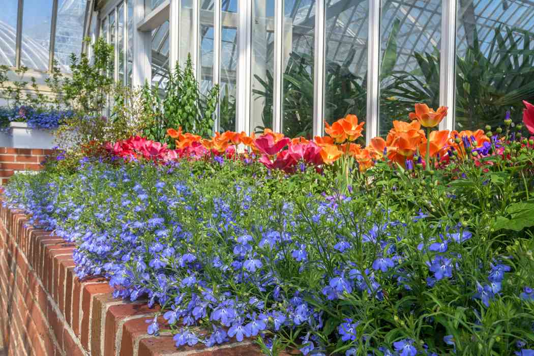 Spring Flower Show 2021: Canopy of Color