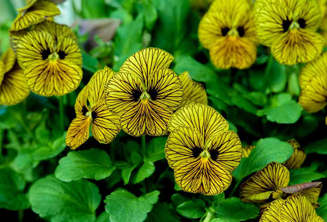 Spring Flower Show 2021: Canopy of Color Spring Flower Show 2021: Canopy of Color