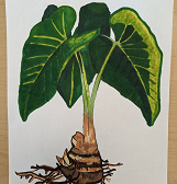 The Plants and Animals of Hawai‘i: : A Youth Art Exhibition