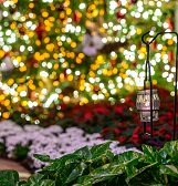 Phipps Holiday Magic