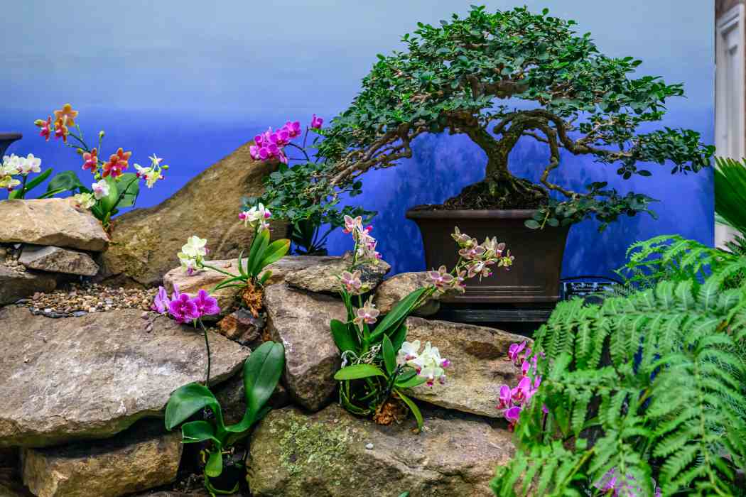Orchid and Tropical Bonsai Show 2024: Into the Mist