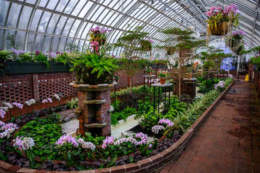 Orchid and Tropical Bonsai Show 2024: Into the Mist