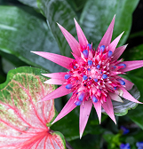 Summer Flower Show: Jungle Quest Summer Flower Show: Jungle Quest