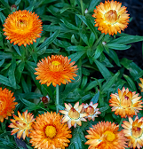 Summer Flower Show: Jungle Quest Summer Flower Show: Jungle Quest