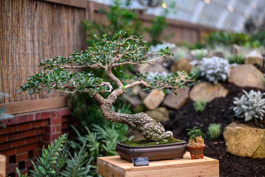 Orchid and Tropical Bonsai Show 2024: Into the Mist