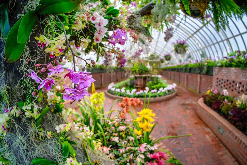 Orchid and Tropical Bonsai Show 2024: Into the Mist
