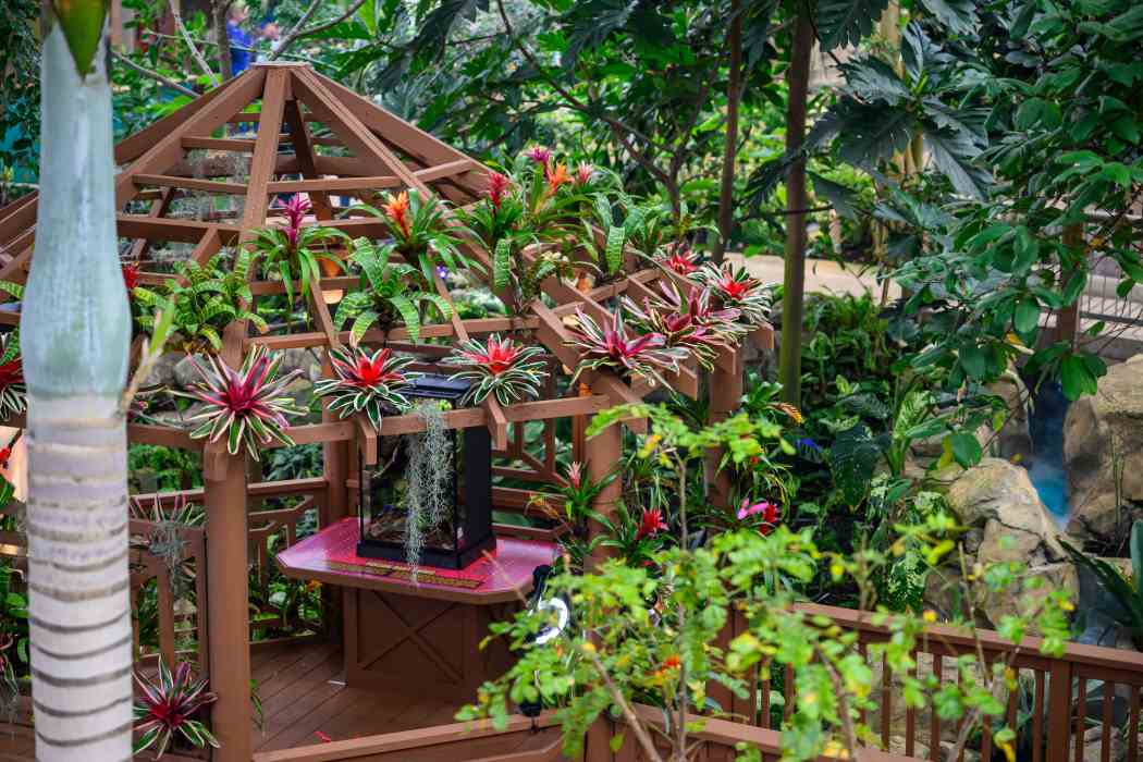 Tropical Forest Panama