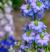 Spring Flower Show: True Colors