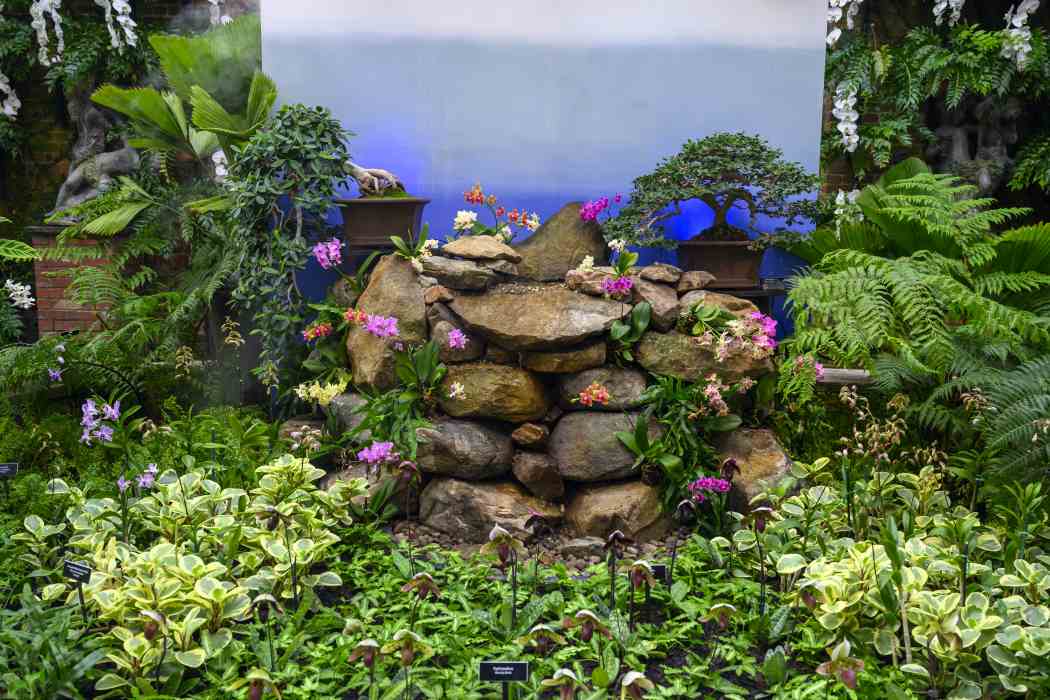 Orchid and Tropical Bonsai Show 2024: Into the Mist