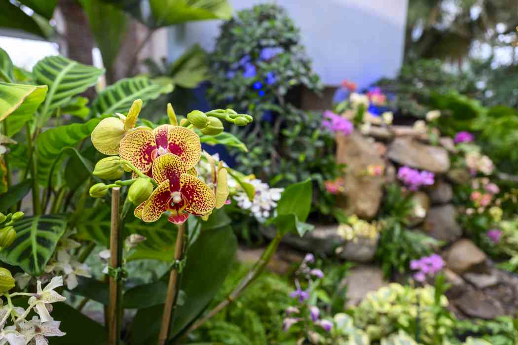 Orchid and Tropical Bonsai Show 2024: Into the Mist