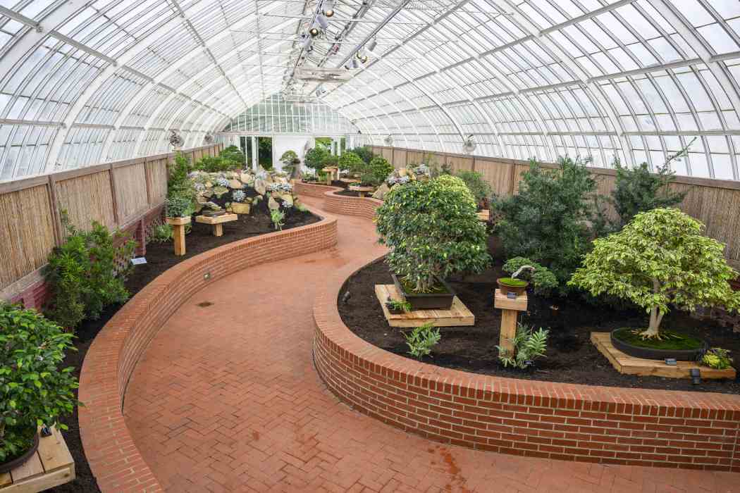 Orchid and Tropical Bonsai Show 2024: Into the Mist