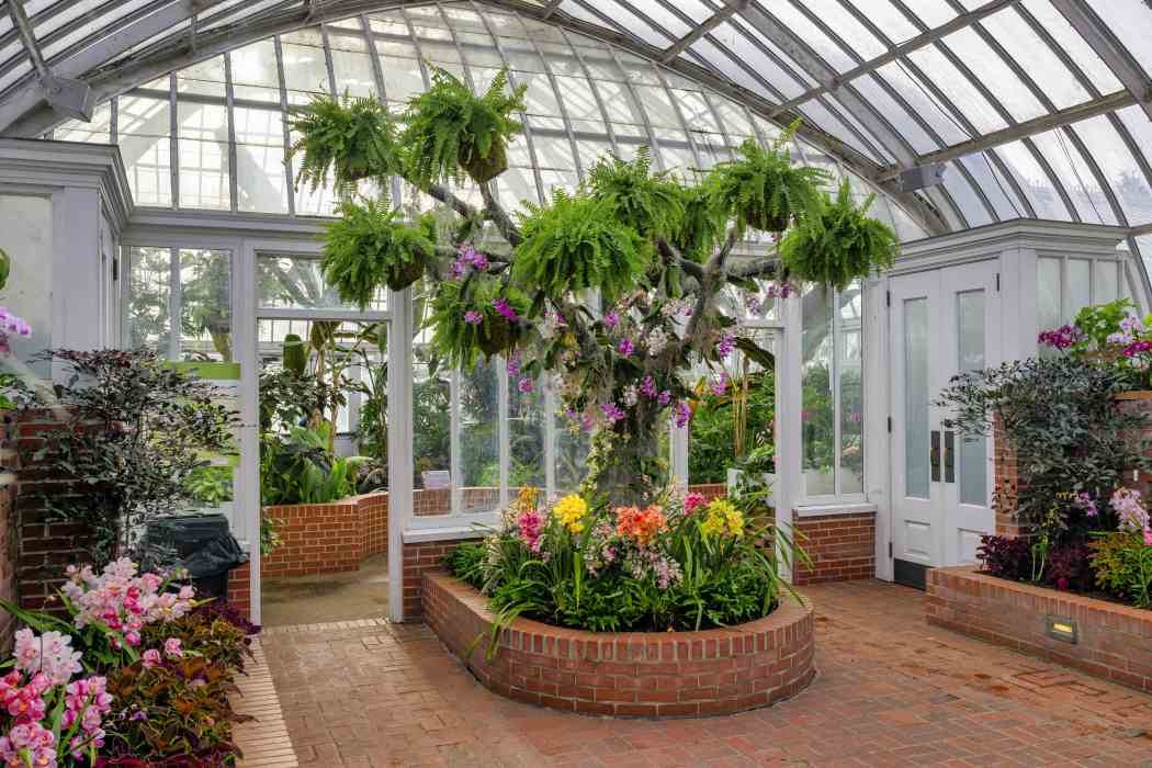 Orchid and Tropical Bonsai Show 2024: Into the Mist