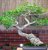 Orchid and Tropical Bonsai Show: Blooming with Love Orchid and Tropical Bonsai Show: Blooming with Love