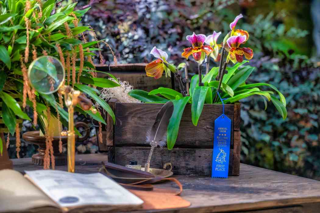 Orchid and Tropical Bonsai Show 2023: Origin Stories