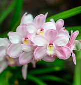 Orchid and Tropical Bonsai Show: Blooming with Love Orchid and Tropical Bonsai Show: Blooming with Love