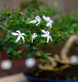 Orchid and Tropical Bonsai Show: Blooming with Love Orchid and Tropical Bonsai Show: Blooming with Love