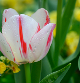 Spring Flower Show: True Colors