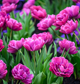 Spring Flower Show: True Colors