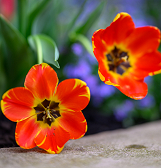 Spring Flower Show: True Colors