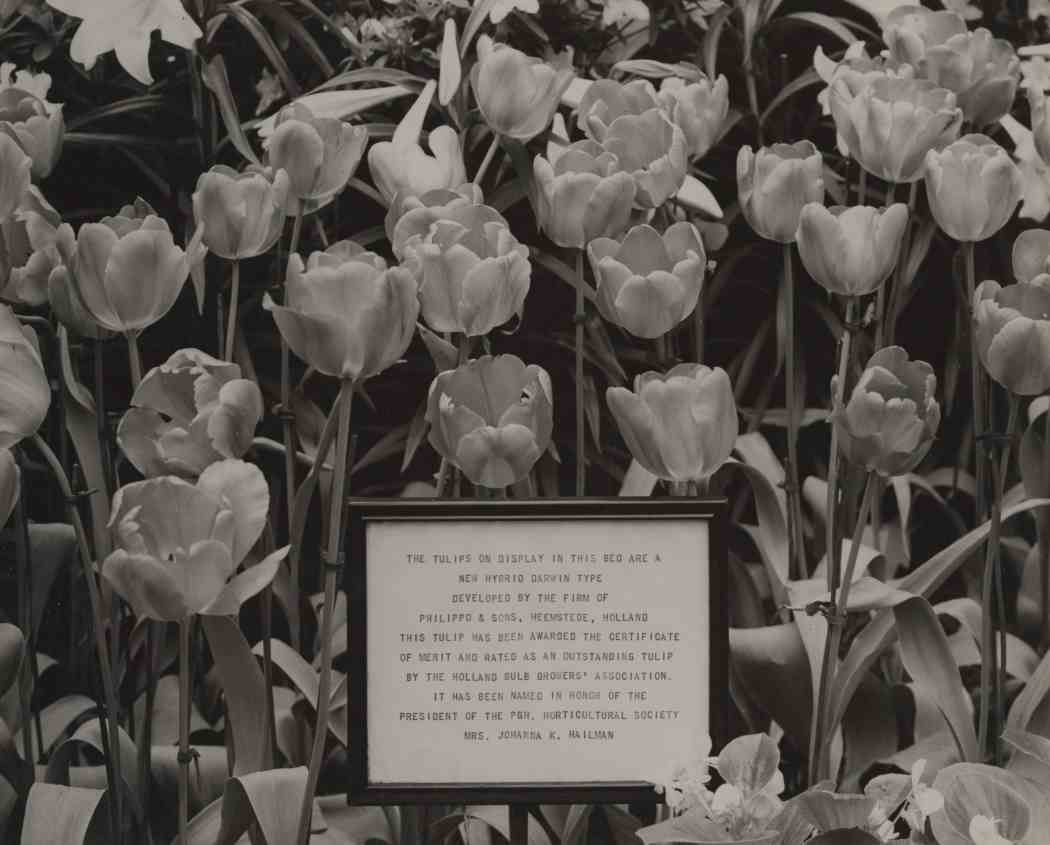 Spring Flower Show 1949
