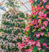 Winter Flower Show: Home for the Holidays Winter Flower Show: Home for the Holidays
