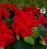 Winter Flower Show: Home for the Holidays Winter Flower Show: Home for the Holidays