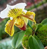 Orchid and Tropical Bonsai Show: Blooming with Love Orchid and Tropical Bonsai Show: Blooming with Love