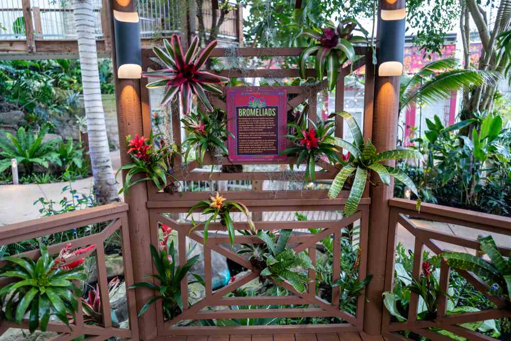 Tropical Forest Panama