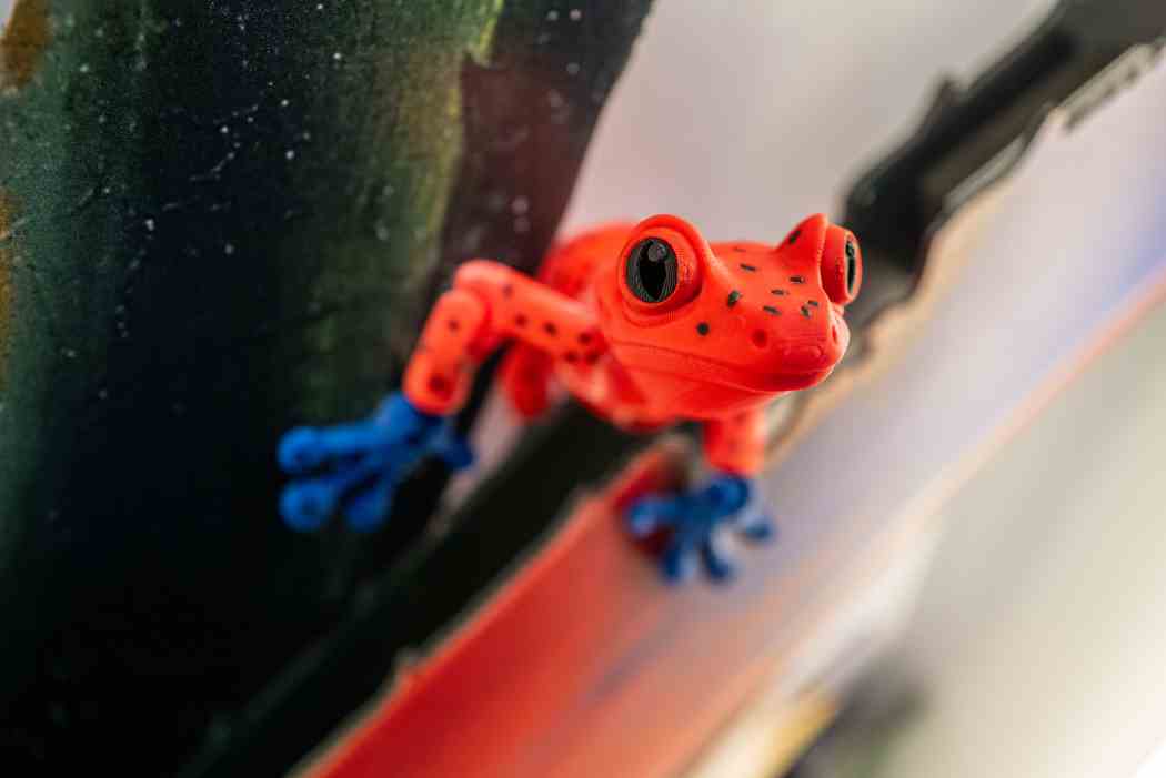 Tropical Forest Panama