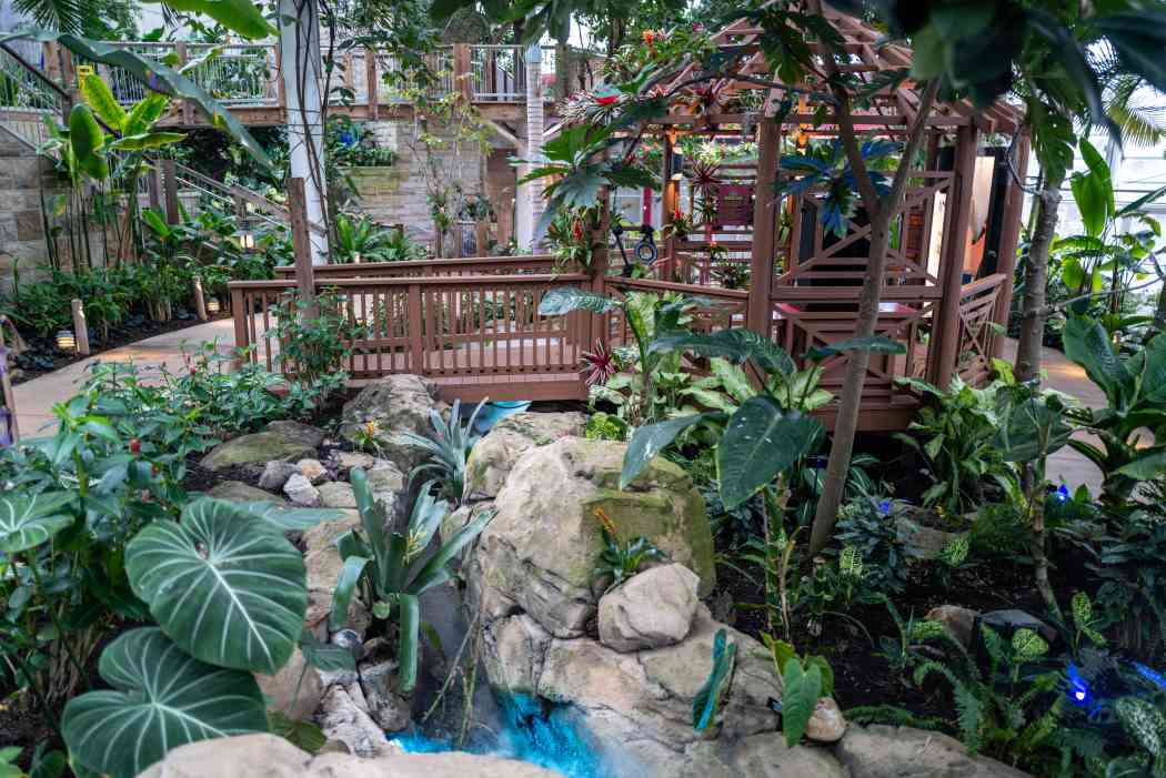 Tropical Forest Panama