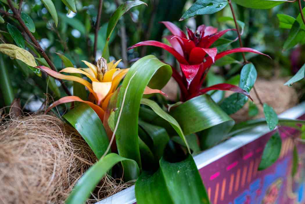 Tropical Forest Panama