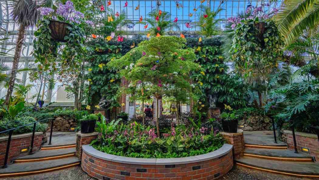 Orchid and Tropical Bonsai Show 2025: A Moment of Beauty