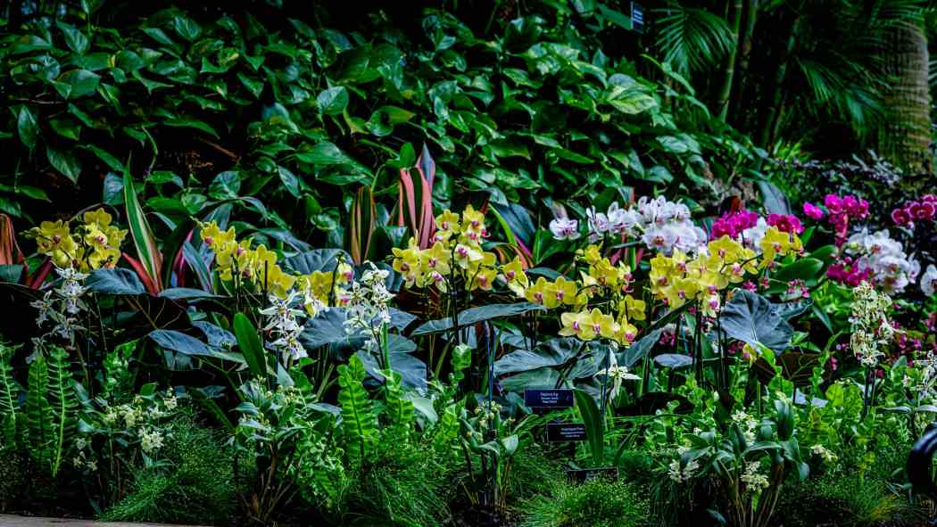 Orchid and Tropical Bonsai Show 2025: A Moment of Beauty