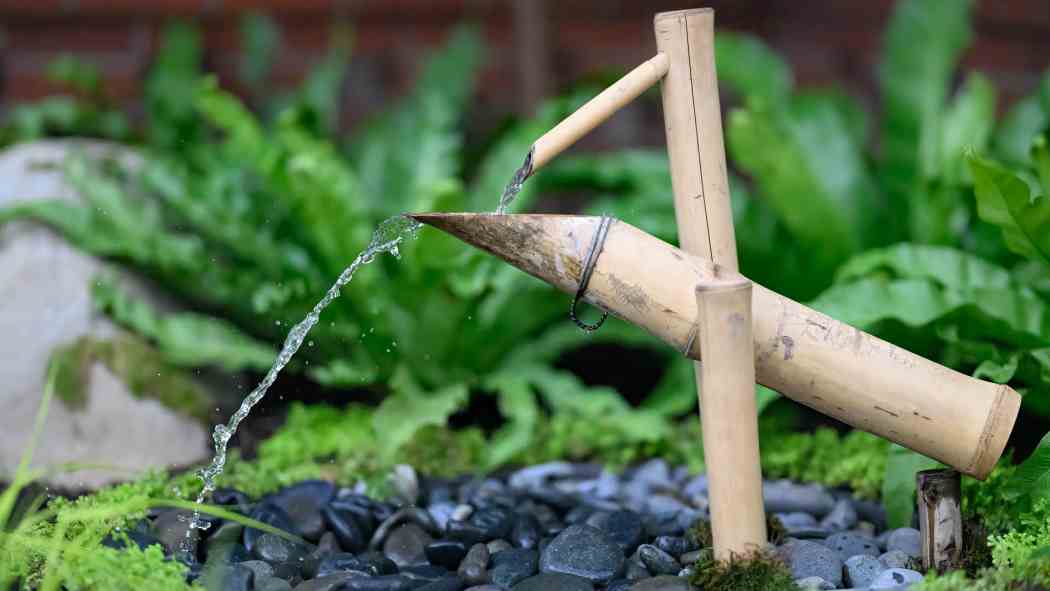 Orchid and Tropical Bonsai Show 2025: A Moment of Beauty