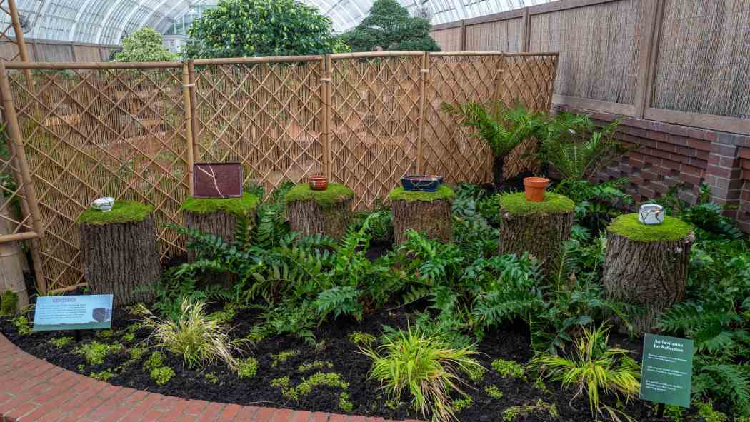 Orchid and Tropical Bonsai Show 2025: A Moment of Beauty