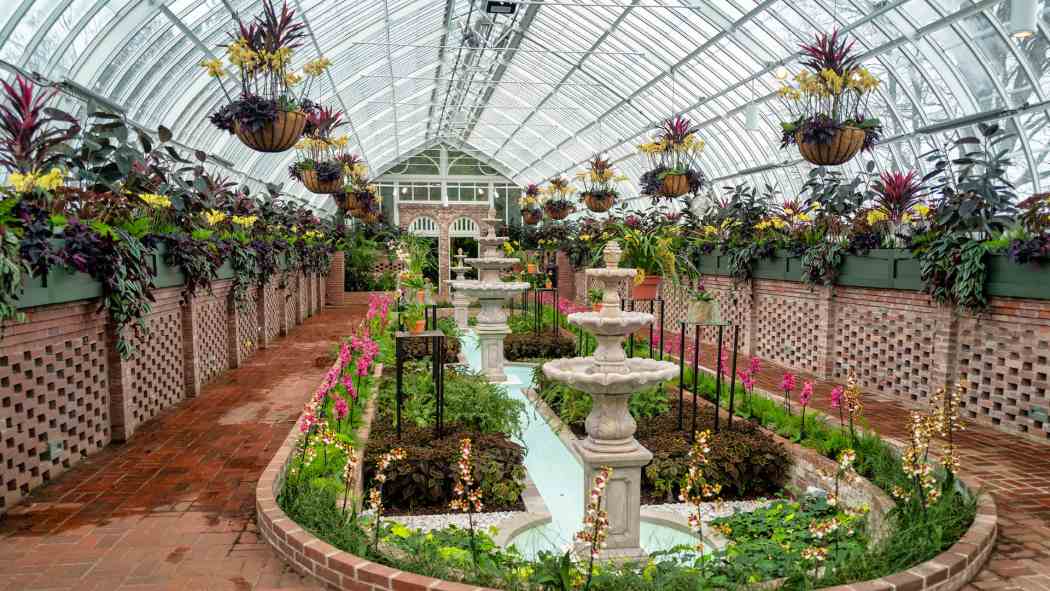 Orchid and Tropical Bonsai Show 2025: A Moment of Beauty