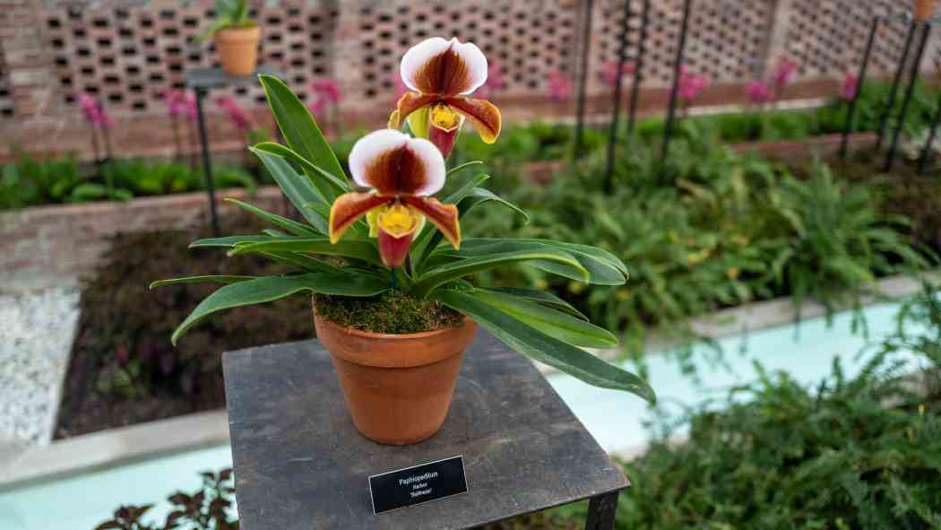 Orchid and Tropical Bonsai Show 2025: A Moment of Beauty