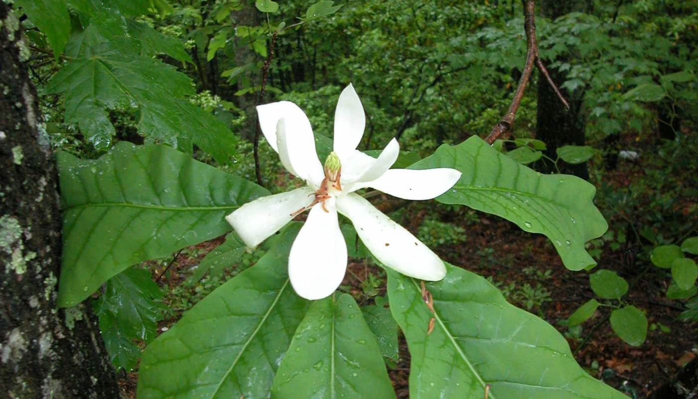 2017 Top 10 Sustainable Plants Phipps Conservatory and Botanical