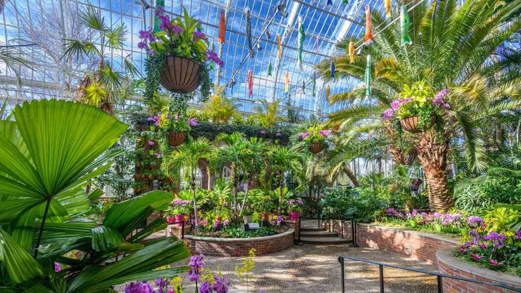 Orchid and Tropical Bonsai Show 2022: An Ocean of Color