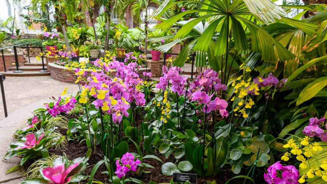Orchid and Tropical Bonsai Show 2022: An Ocean of Color