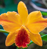 Orchid and Tropical Bonsai Show: Origin Stories Orchid and Tropical Bonsai Show: Origin Stories