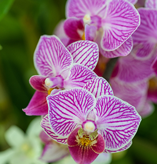 Orchid and Tropical Bonsai Show: Origin Stories