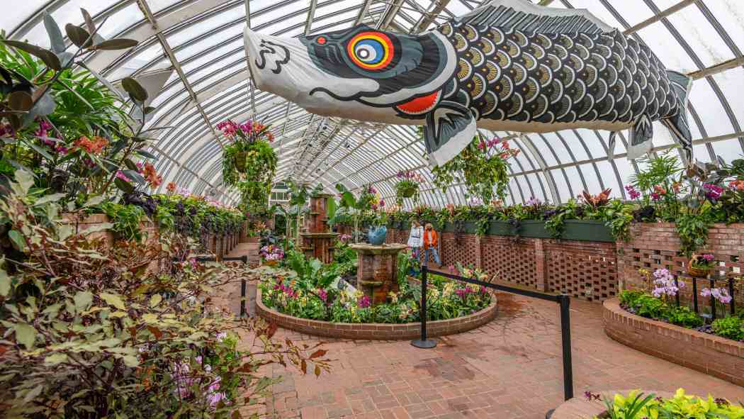 Orchid and Tropical Bonsai Show 2022: An Ocean of Color