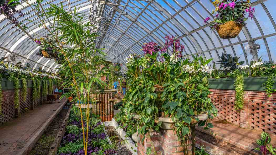 Orchid and Tropical Bonsai Show 2023: Origin Stories