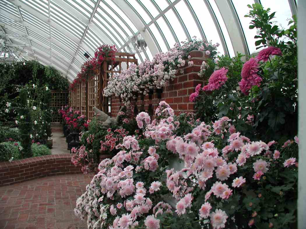 Fall Flower Show 2006: Mums and Monsters