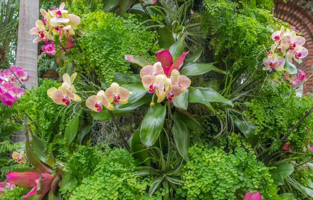 Orchid and Tropical Bonsai Show 2015