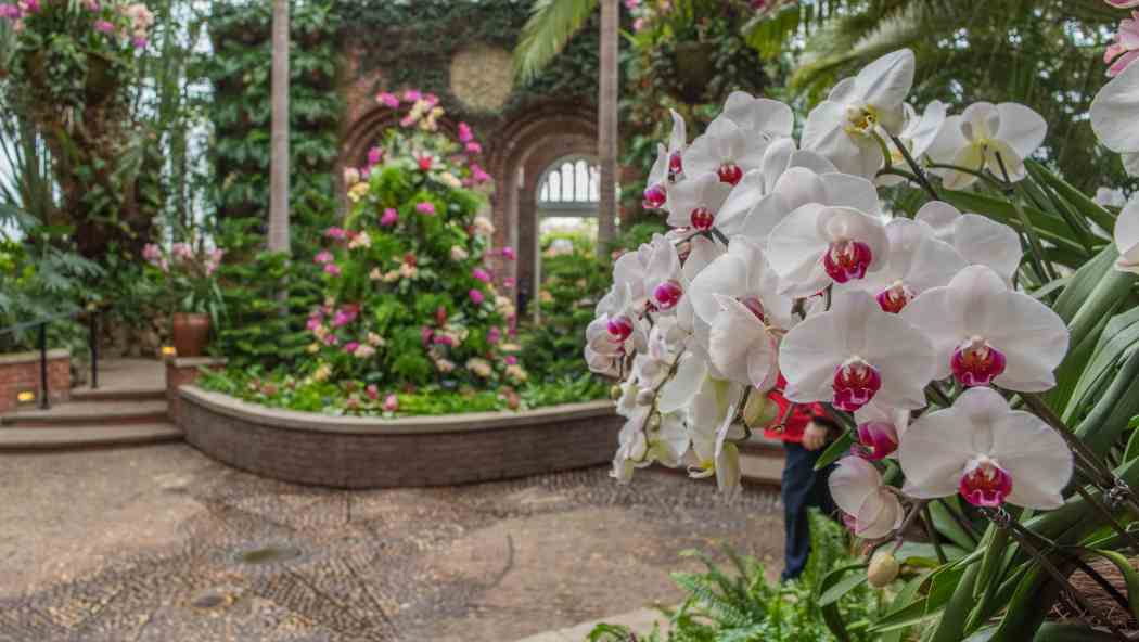 Orchid and Tropical Bonsai Show 2015